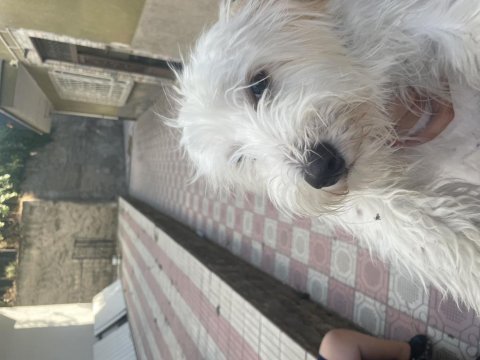 Sevimli terrier çocuğumuz roxy