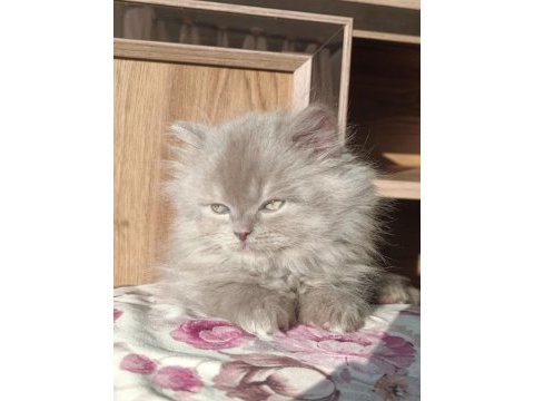 British longhair erkek yavrumuz