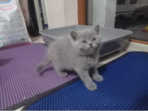 British shorthair yavrular