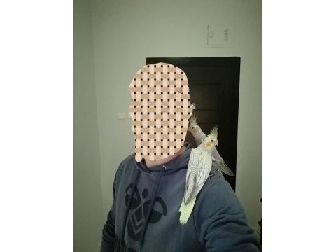 Eğitimli sultan papağanı yavruları