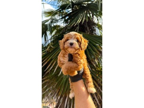 Orjinal teacup boy maltipoo