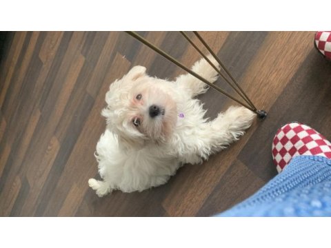Tuvalet eğitimli güzellik maltipoo