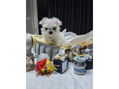 A scrli babadan kore maltese bebekler