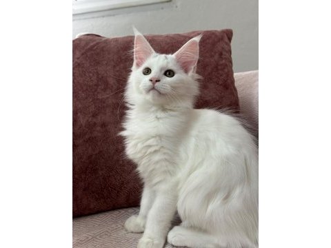 Kar beyazı bir güzellik maine coon