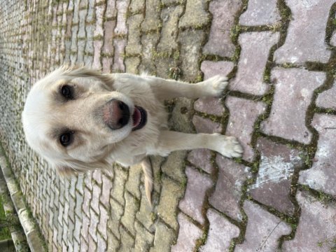 Sevimli golden retriever
