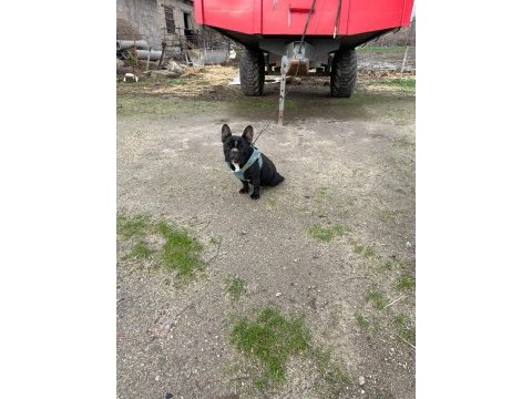 Tam oyuncu french dişi köpeğimiz yer sıkıntısı olduğu için