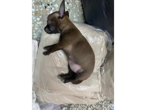 0 numara şivava tek renk kahve nadir