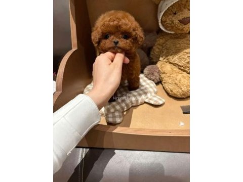 Orjinal toy poodle 