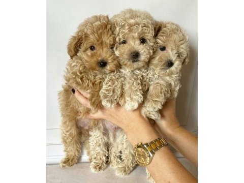 Tualet eğitimli aşılı maltipoo yavrularımız