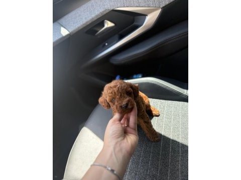 Kore kan red toy poodle yavrularım 