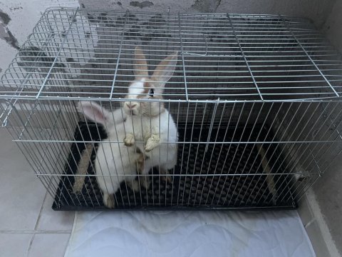2 adet tavşan