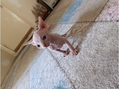 Sphynx (sfenks) yavru erkek