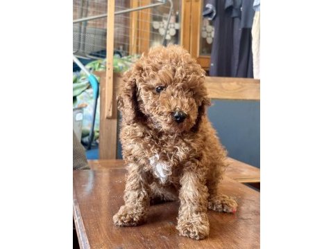 0 no mini toy poodle kızımız