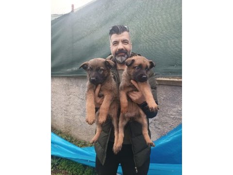 Hem biz iddialıyız hemde malinois yavrularımız iddialı