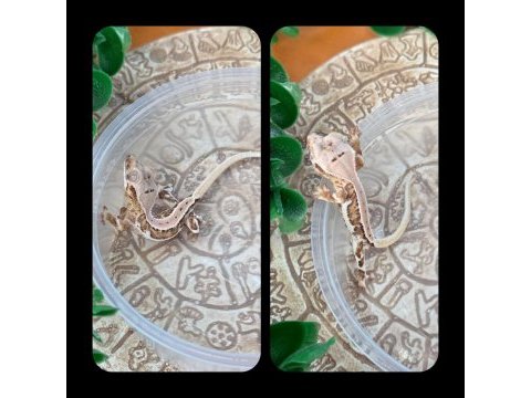 Crested gecko yavrular