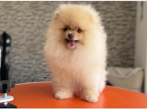 Pomeranian boo köpeği