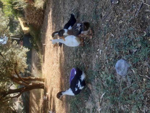 Genç yeni yumurtaya gelmiş ördekler