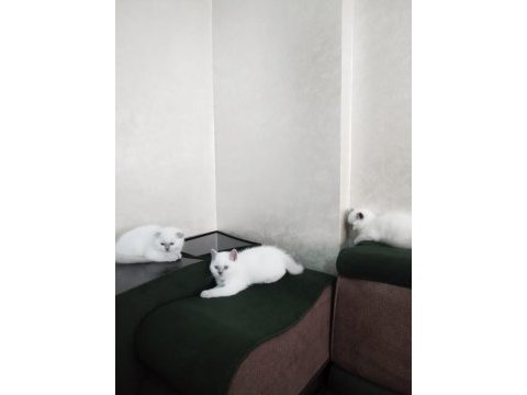 Blue point british shorthair yavrular