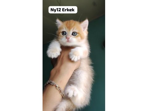 Golden british shorthair yavrular