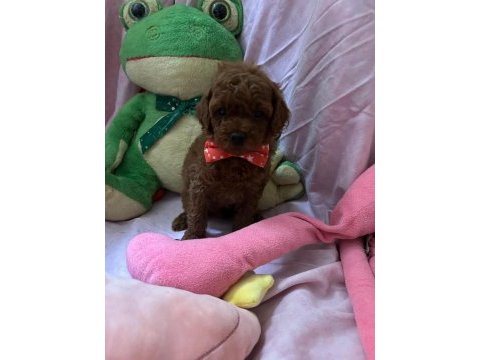 Toy poodle bebekleri
