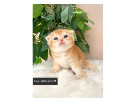 Golden scottish fold yavrular