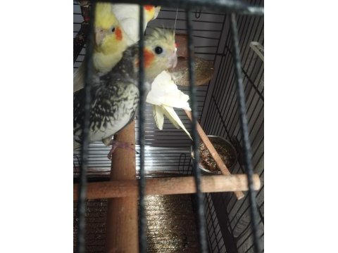 3 adt 4 aylık sultan papağanı