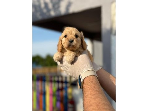 Maltipoo yavrularımızı canlı görerek alabilirsiniz