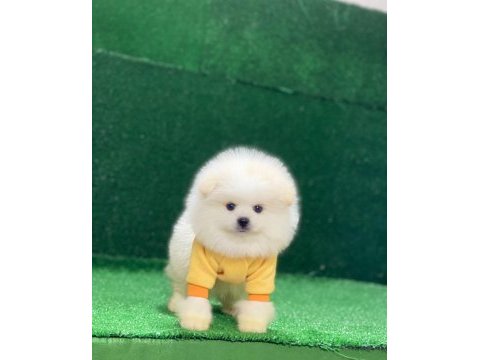 Orjinal pomeranian