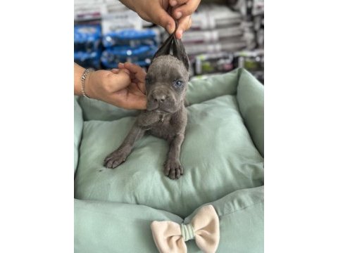 Cane corso yavrular blue renk