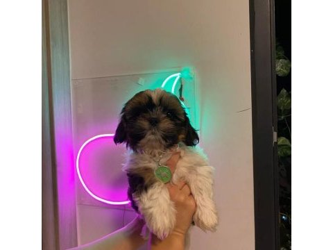 Safkan shih-tzu bebekler