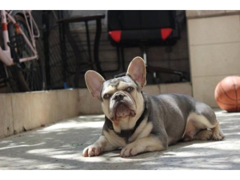 İzmir lilac tan erkek french bulldog