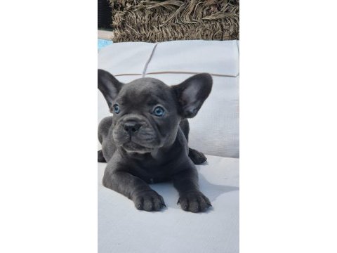 Blue french bulldog yavruları istanbul 