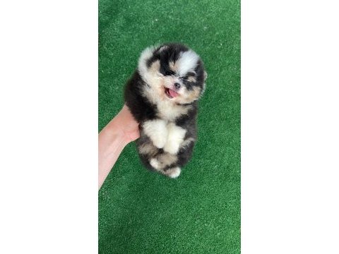 Teacup pomeranian
