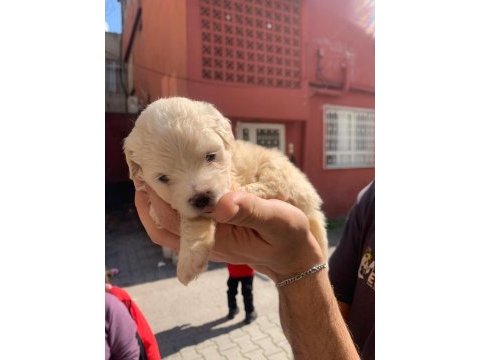 Terrier 45 günlük dişi