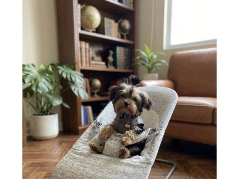 Evinizin neşesi olacak yavru köpekler