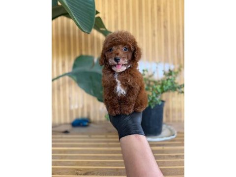 Maltipoo bebekler referans yavru