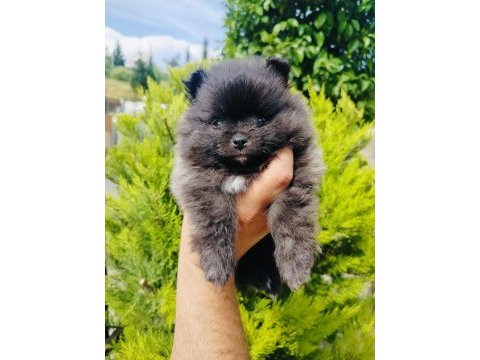 Siyah pomeranian yavrularımız