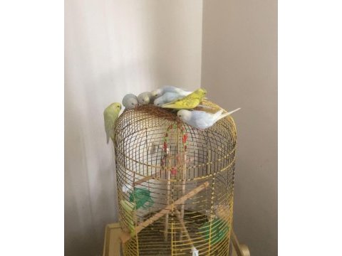 2.5 aylık muhabbet kuşu yavrular