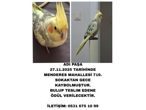 Kayıp kuşumuz