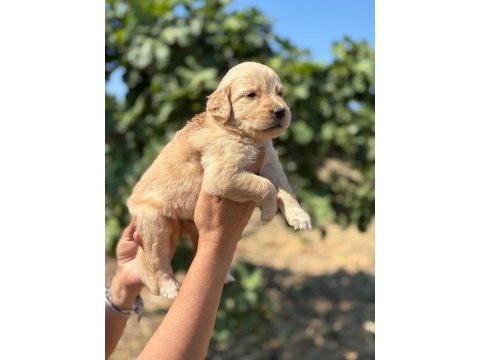 Golden retriever minişler