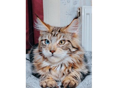 Maine coon yavrular