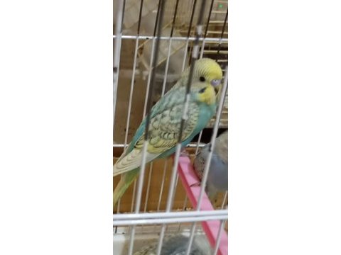 Muhabbet kuşu yeni yeme düşmüş