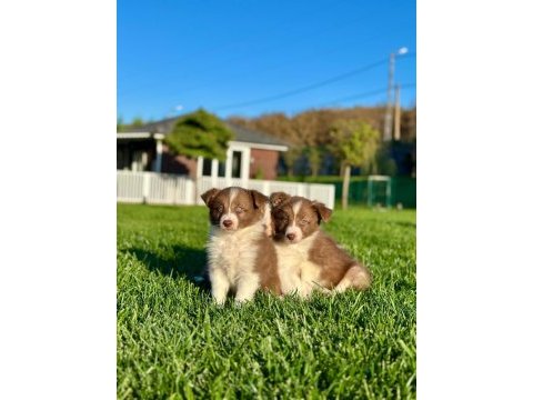 Border collie yavruları ıstanbul  