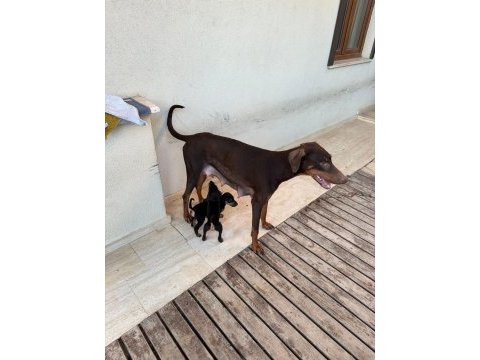 2,5 aylık safkan doberman
