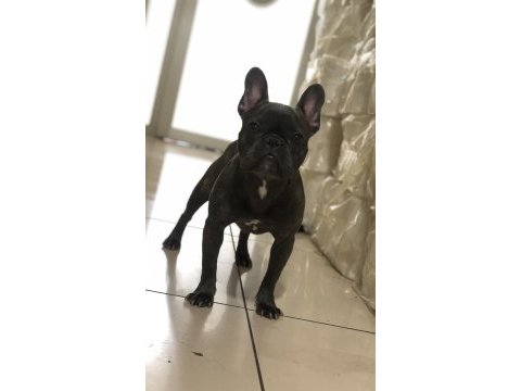 8 aylık dişi french bulldog