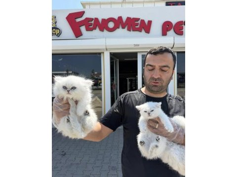 En güzel brıtısh long haır yavrularımız ankara