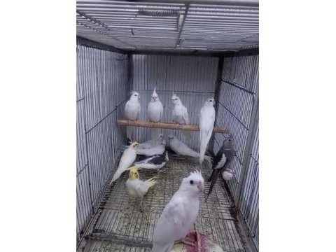 Ev üretimi sağlıklı sultan papağanı kuşlar