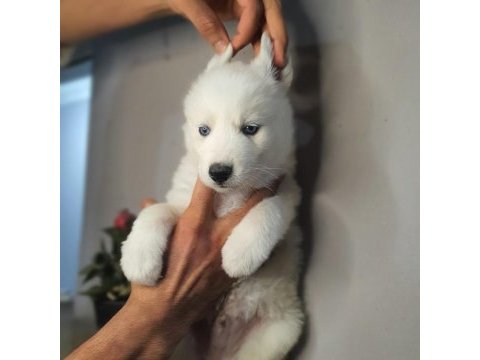 Safkan husky yavrularım