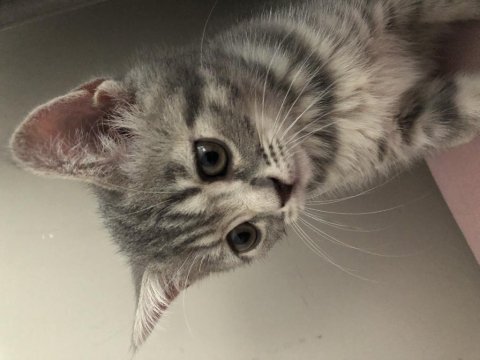 2.5 aylık yavru british shorthair