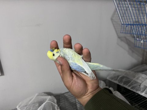 Yumurtalı rainbow takım muhabbet kuşu